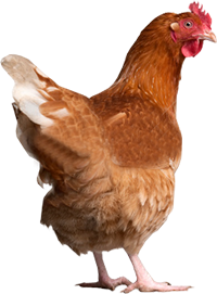 chicken2